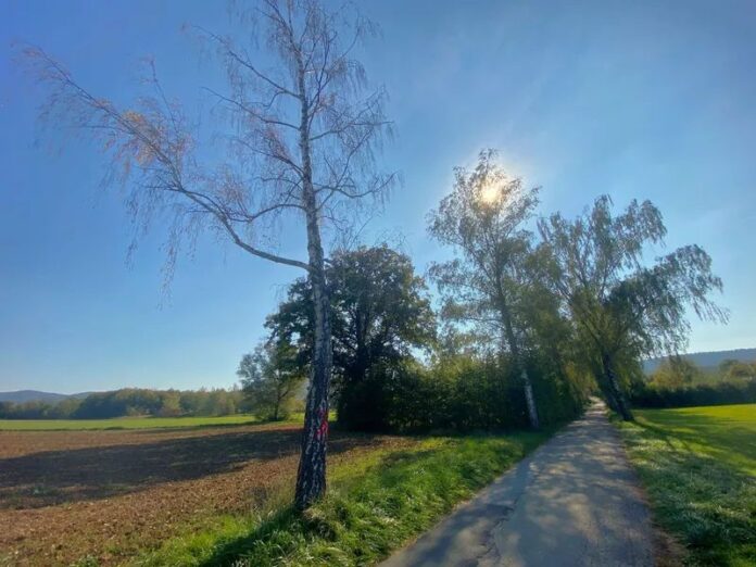 Birken Weiherweg 2 Der Hitzesommer 2026 hat der Birkenallee am Weiherweg schwer zugesetzt - sechs der Bäume müssen demnächst gefällt werden. Foto: Klaus Porta
