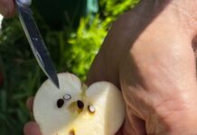Streuobst-Sortenschätze gesucht und gefunden © Frauke Gabriel, Landratsamt Forchheim