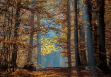 Bamberg: Stadt befragt Nutzer des BamBörsla bis 26. Oktober Bamberg Bruderwald Herbst- -RM-110637