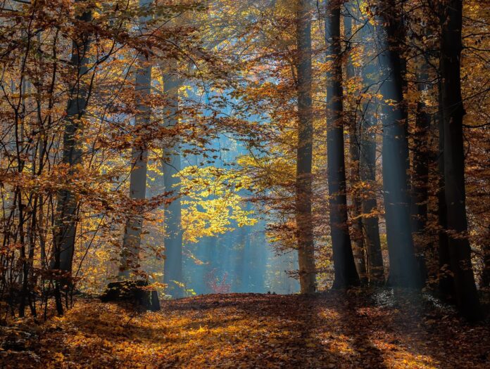 Bamberg Bruderwald Herbst- -RM-110637