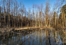 Hallstadt: Hans-Schüller-Schule erhält 2.000 Euro für Musikklasse Hauptsmoorwald Bibersee- -RM-171146 (Hauptsmoor)