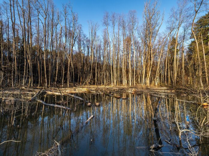 Hauptsmoorwald Bibersee- -RM-171146 (Hauptsmoor)